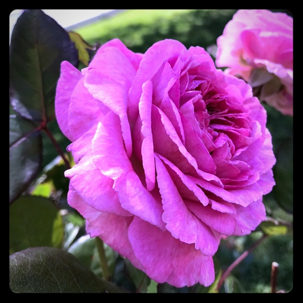 Meet your Posher, Isabelle